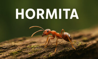 Hormita: What This Little Ant Can Teach Us About Life