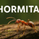 Hormita: What This Little Ant Can Teach Us About Life