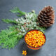 Foenegriek: The Tiny Herb With Big Health Secrets