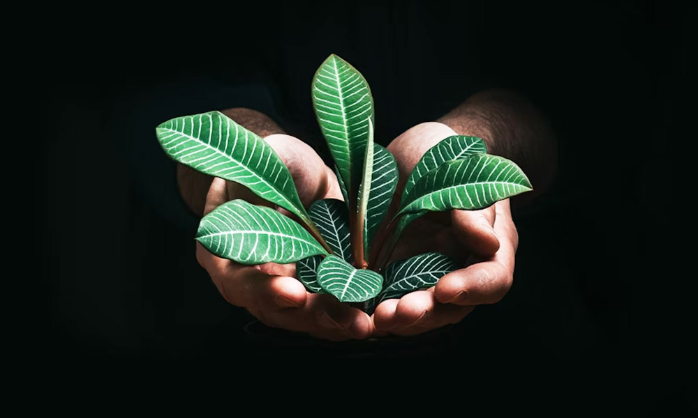 Dihward: The Secret Behind Ethical Growth in Tech, Life, and Business