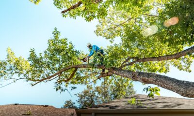 Tree Trimming