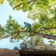 Tree Trimming