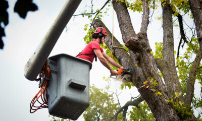 Tree Service