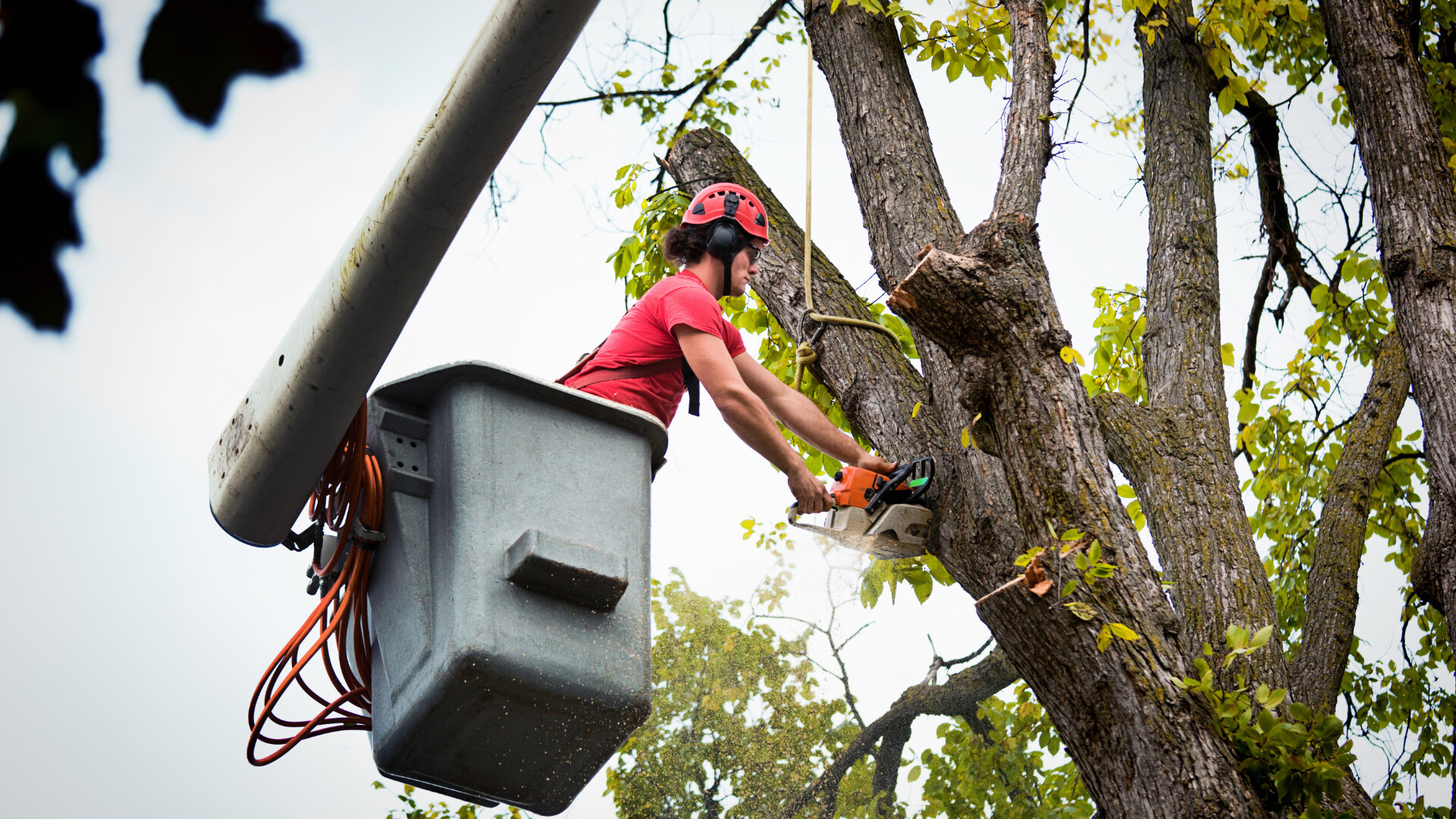 Tree Service