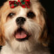 Festive Fur Makeover: Why Grooming Is the Gift Your Pet Deserves