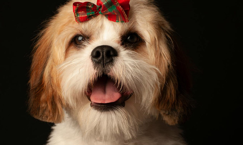 Festive Fur Makeover: Why Grooming Is the Gift Your Pet Deserves
