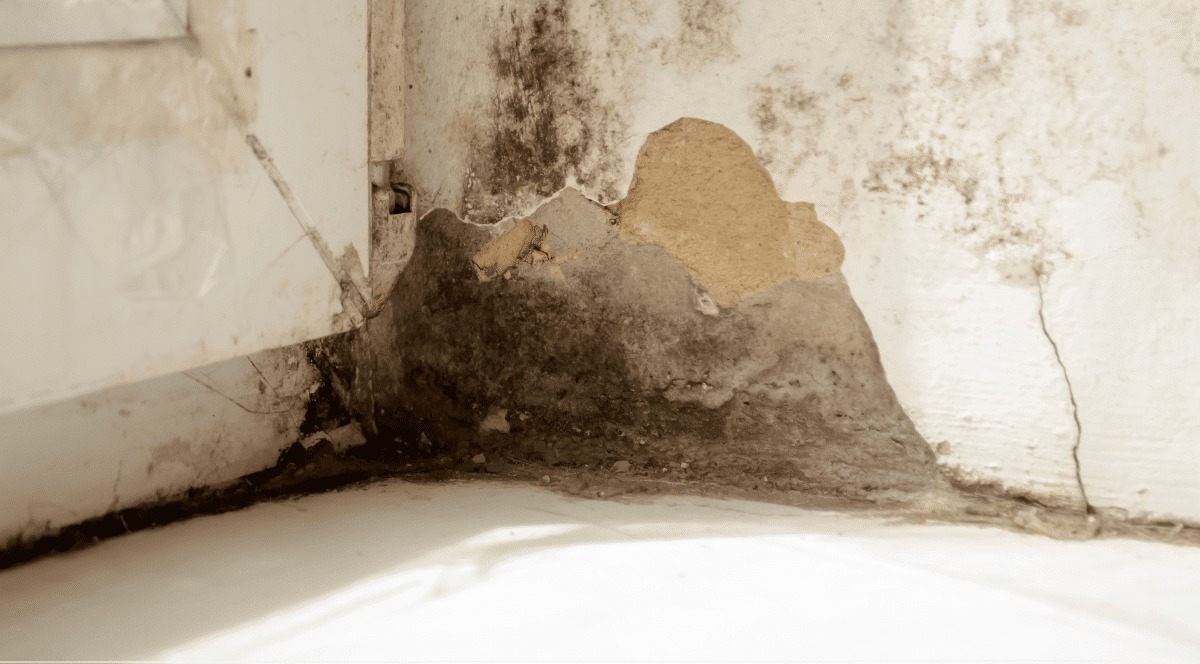 How to Fix Damp on an Internal Wall Without Guesswork: DIY Checks, Causes and Safe Repairs