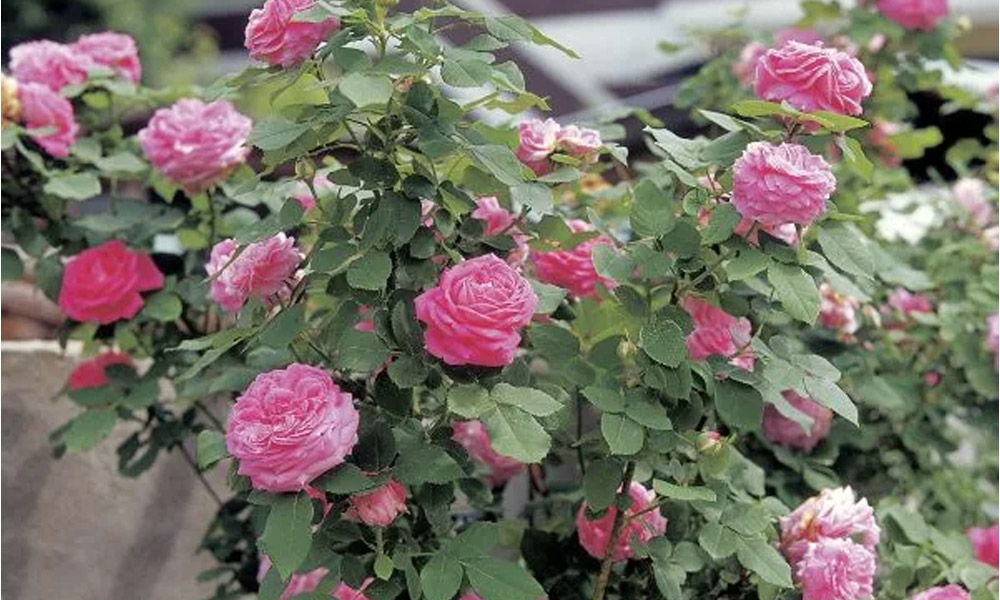 Best Spider Mite Treatment Using Beauveria bassiana: Organic Solutions for Roses
